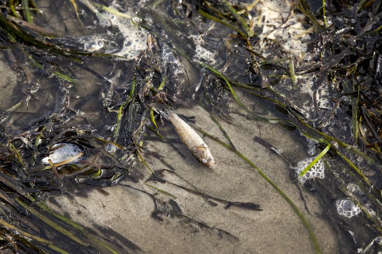 Johnny Pedersen/Ritzau Scanpix